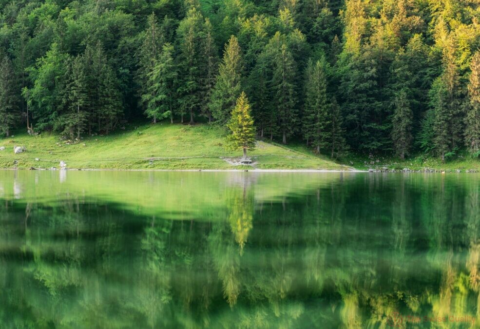 a forest and a lake with reflections summer landscape in switzerland 1