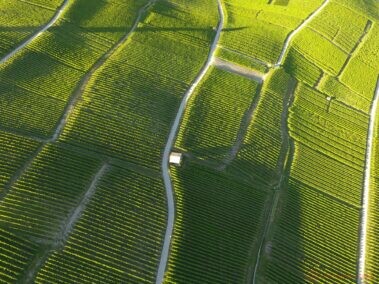 aerial of vineyard fields between lausanne and geneva in switzer 1 -Business Transformation -Diverse Career Aspirations - Living Like Stars