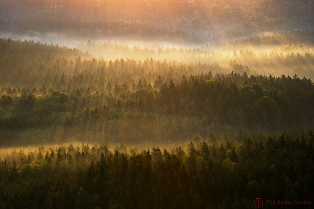 beautiful foggy forest during autumn sunrise saxon switzerland germany 1