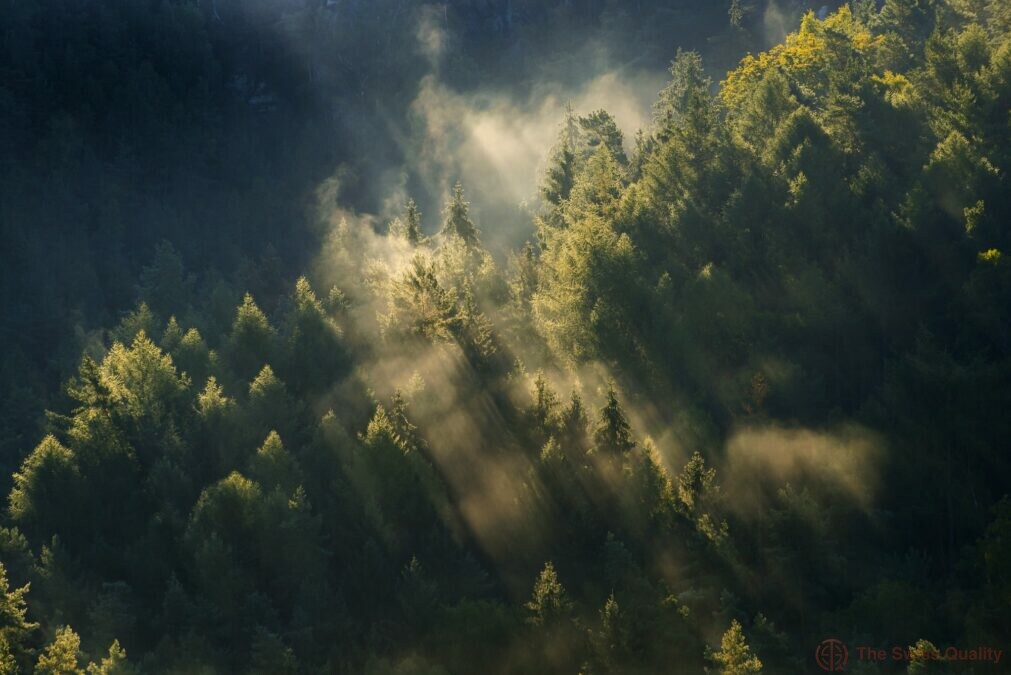 beautiful foggy forest during autumn sunrise saxon switzerland germany