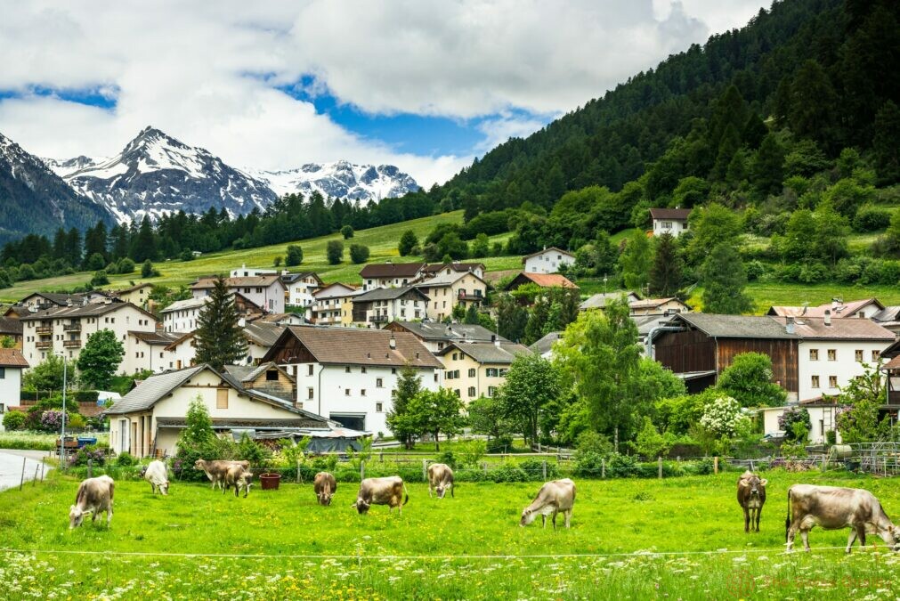 cow pasture and alps in background of mustair village switzerlan