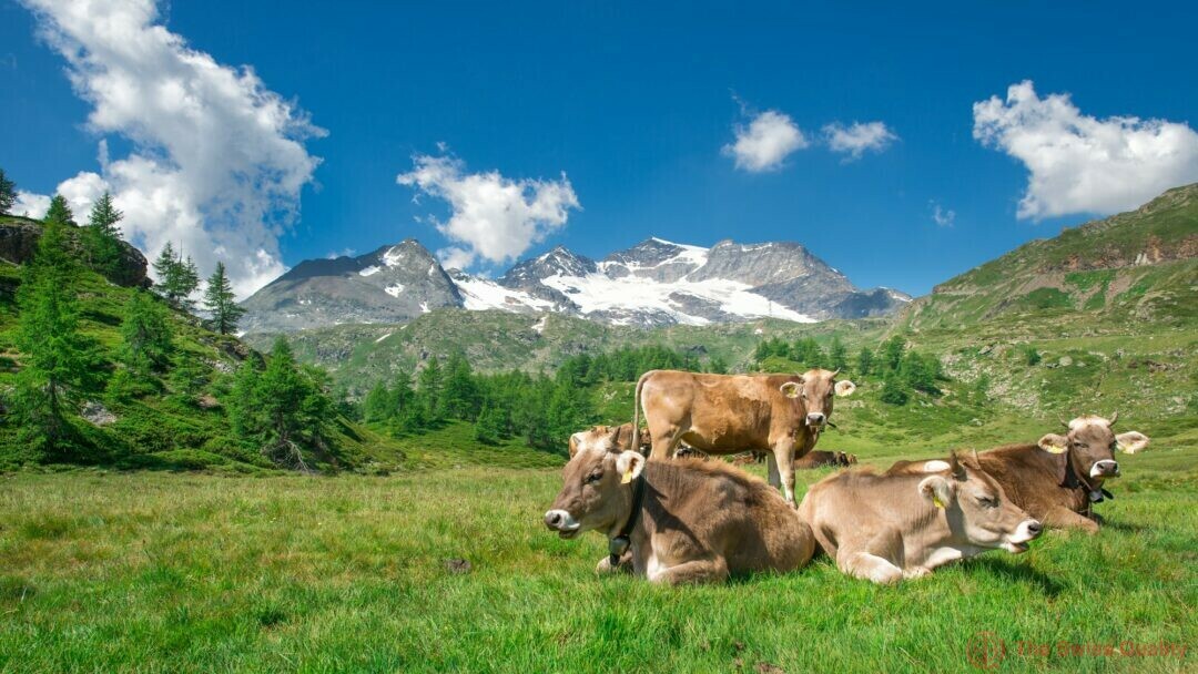 grazing cows in the swiss mountains