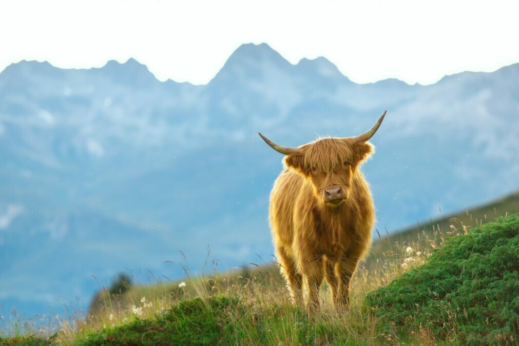 highlander scottish cow on the swiss alps