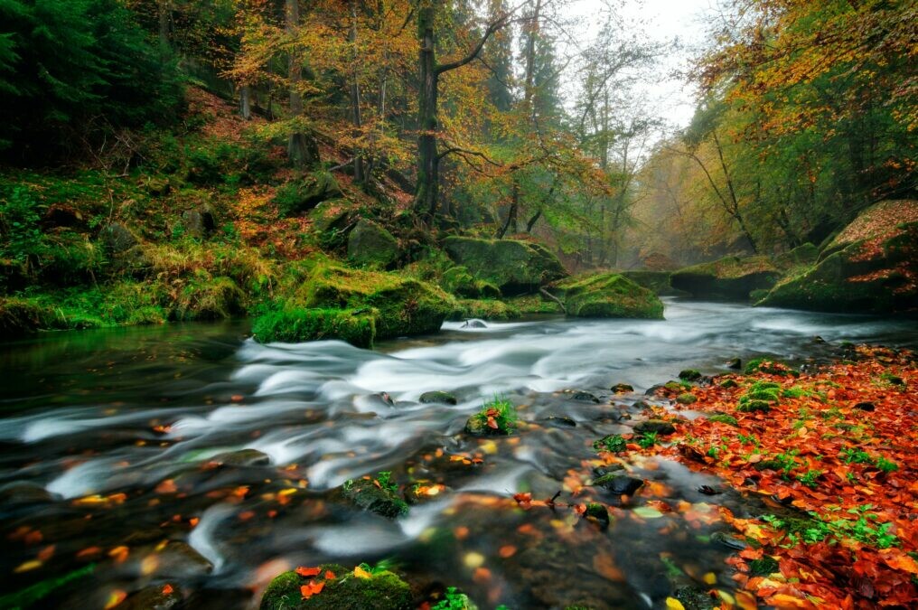 rainy autumn river at edmund gorge of bohemian switzerland national park czech republic