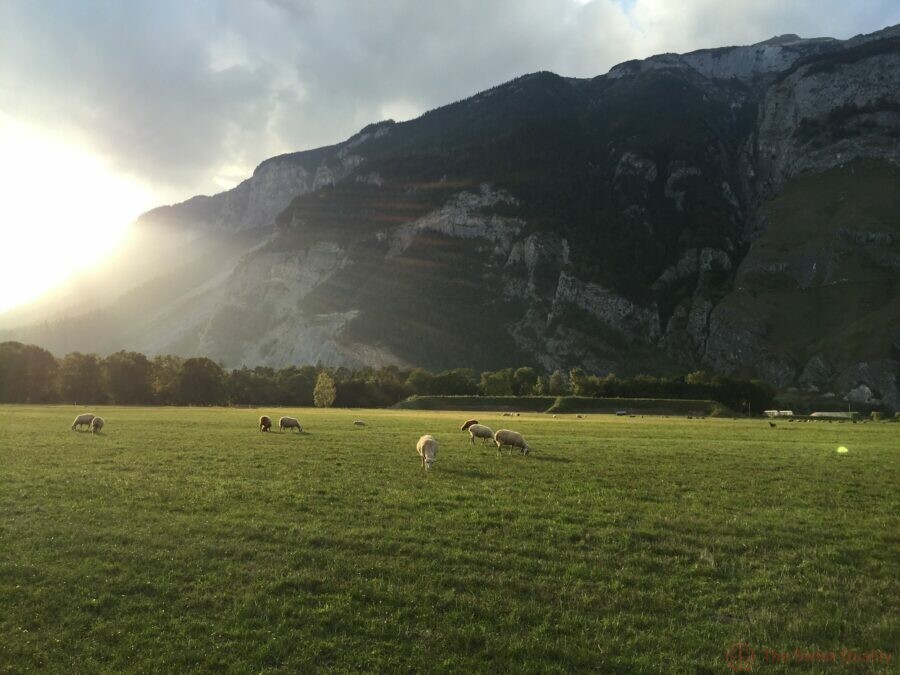 sheeps enjoying the autumn in switzerland
