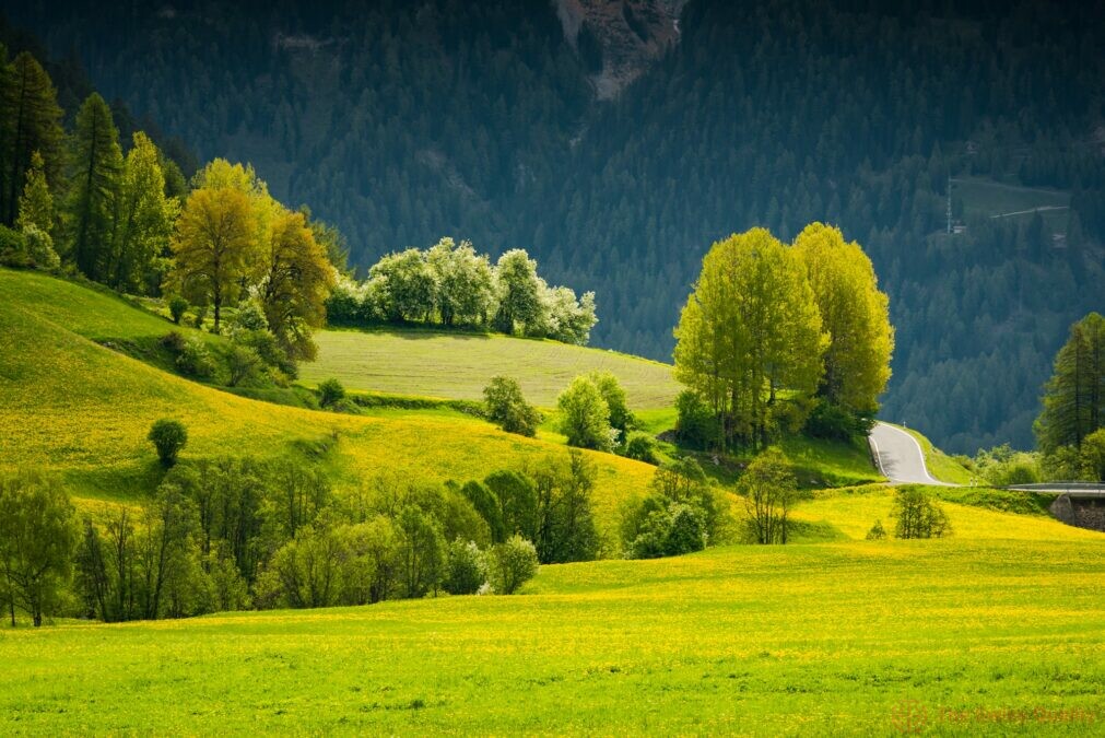vibrant green summer trees and flowering meadow in switzerland a