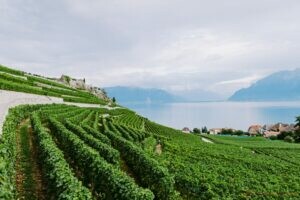 vineyards with mountains and lake view 1