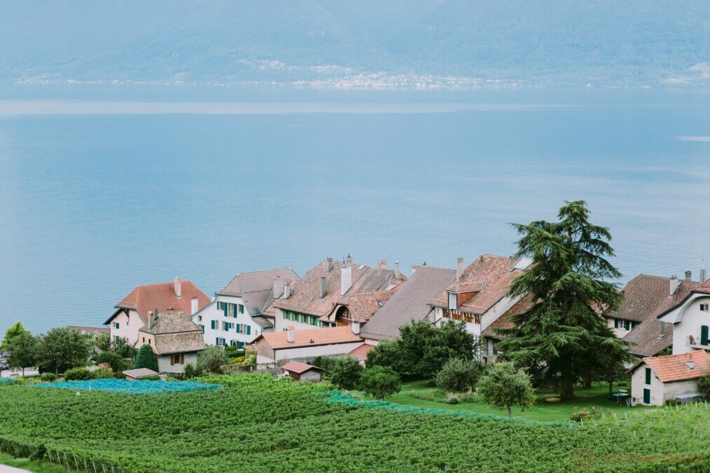 vineyards with mountains and lake view 2