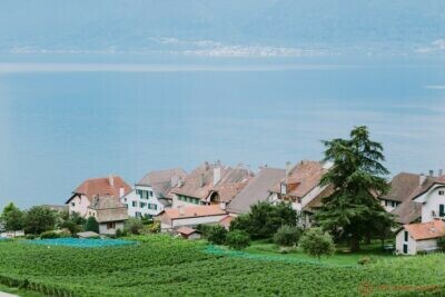vineyards with mountains and lake view 2 - Business Innovation Strategies - Leadership and Generosity in Business - Executive Leadership and Innovation in the Gulf