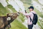 young man photographing swiss cow against mountain mount pilatus lucerne switzerland