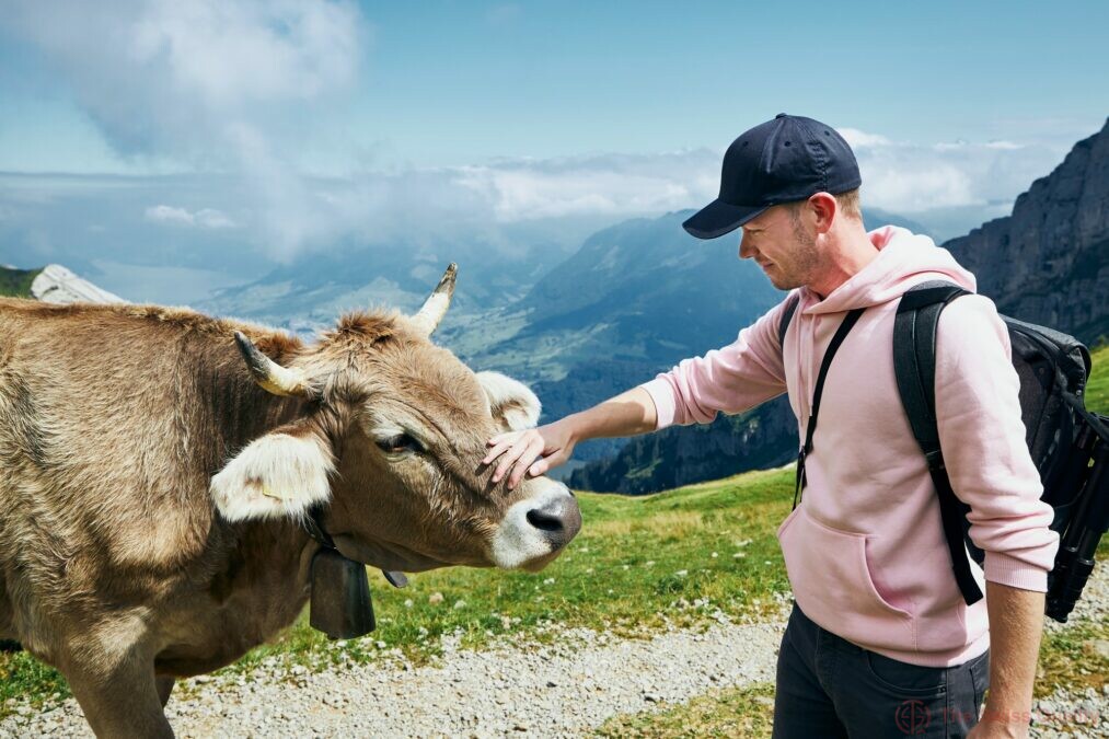 young man stroking swiss cow on mountain footpath mount pilatus lucerne switzerland