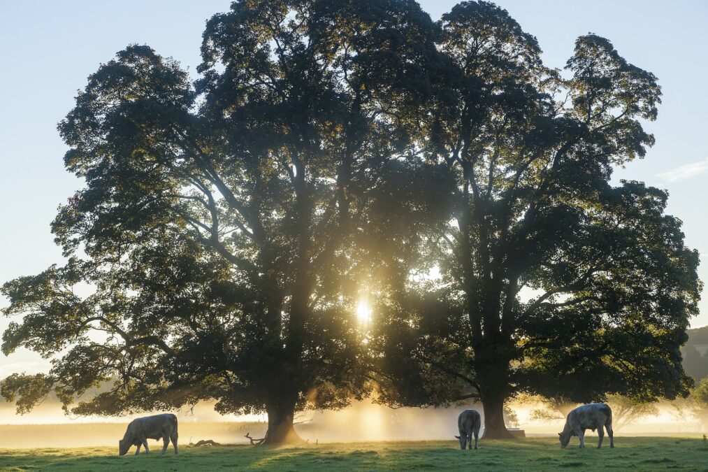 Sunrise over misty landscape with two trees, herd of cows grazing underneath.