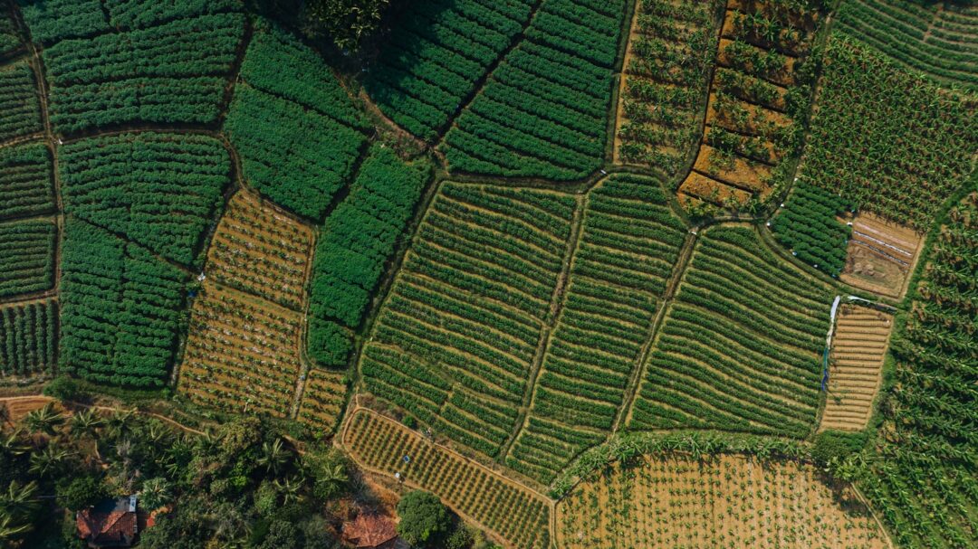 The Role of AI in Enhancing Agricultural Practices with Precision Farming Techniques