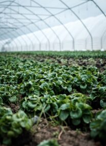 Agriculture IoT Solutions
