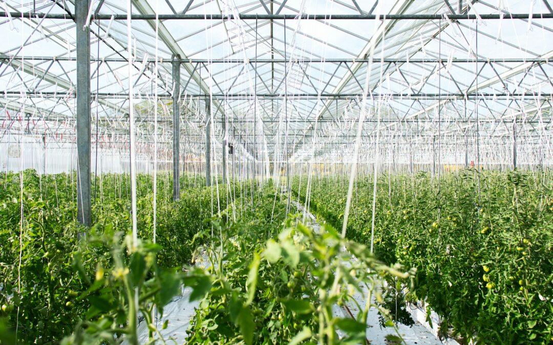 CRISPR Herbicide-Resistant Crops: Transforming Modern Agriculture