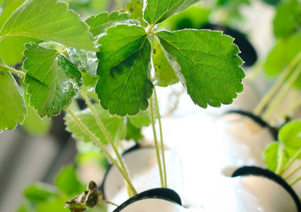 Hydroponics for Land Scarcity: A Strategic Solution for Business Leaders