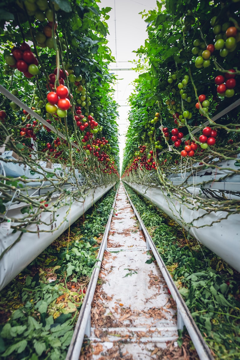 Urban Vertical Farming