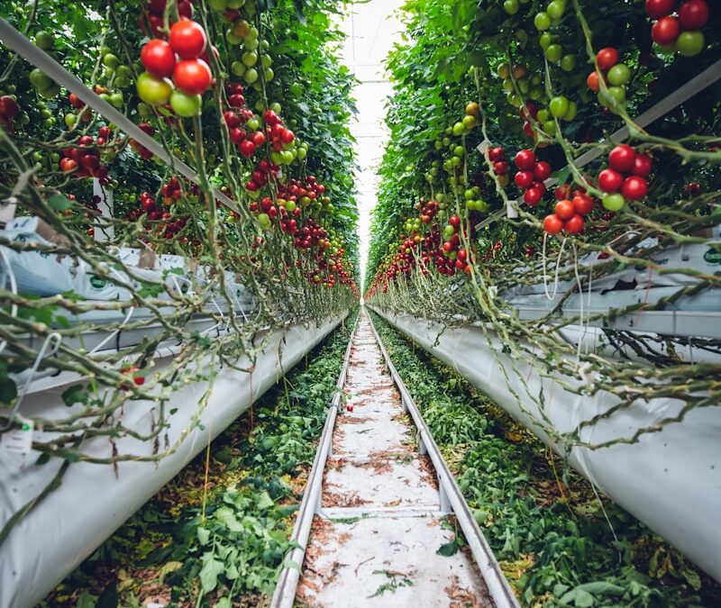 Vertical Farming and Land Scarcity: Innovative Solutions for Food Production in Saudi Arabia and UAE