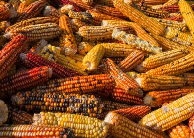 Long-Term Consequences of GMOs