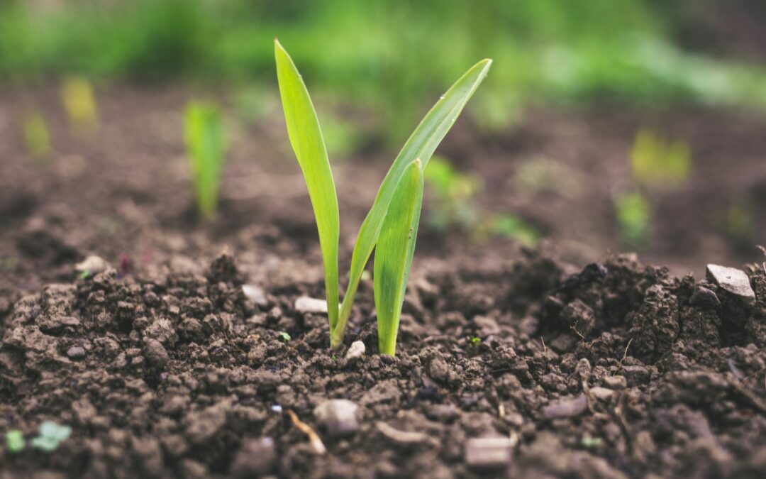 Soil Health Monitoring: Enhancing Agricultural Practices through Advanced Technology
