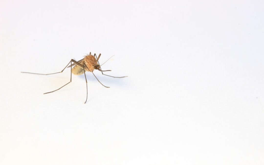 CRISPR Genetically Modified Mosquitoes: A Success in Reducing Malaria Spread?