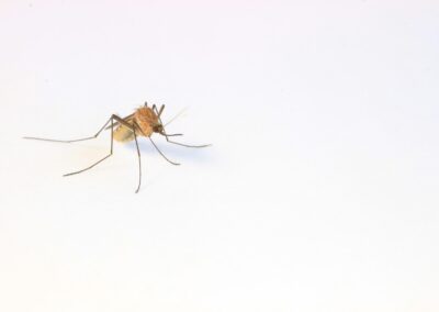 Modified Mosquitoes