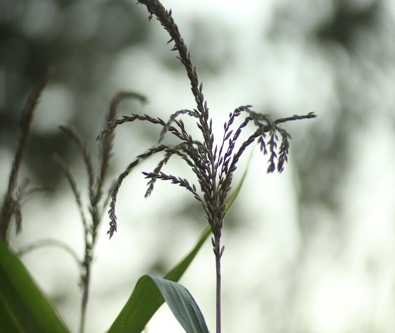 Crop Development