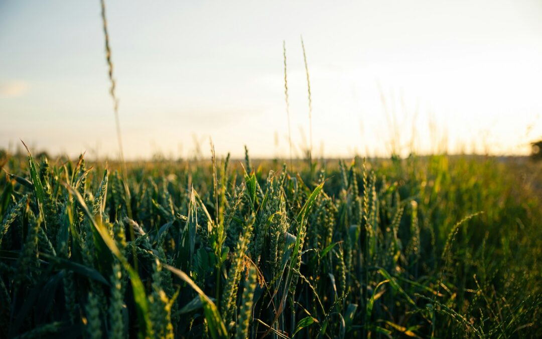 Biotechnology for Herbicide-Tolerant Crops: Revolutionizing Weed Management