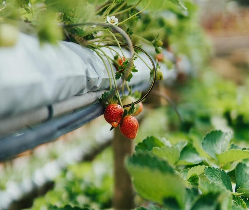Aquaponics and Sustainable Agriculture: Pioneering the Future of Food Production