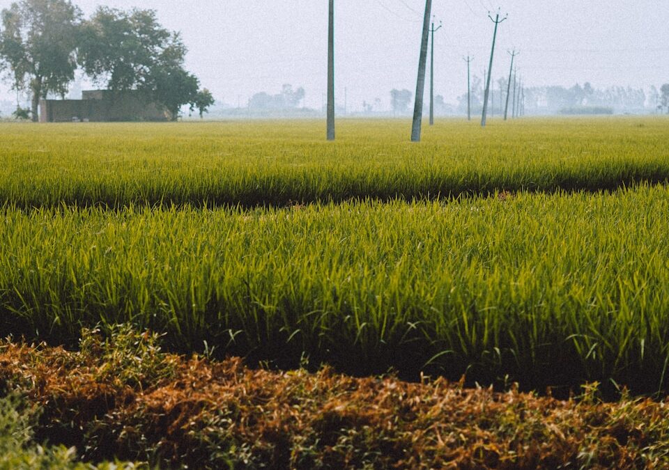 Drones in Precision Irrigation: Revolutionizing Agriculture in Saudi Arabia and UAE