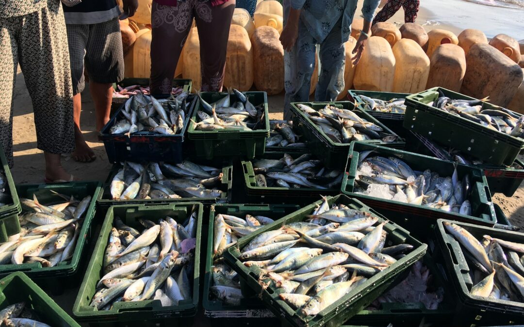 Real-Time Data in Fisheries Management: Ensuring Sustainable Practices