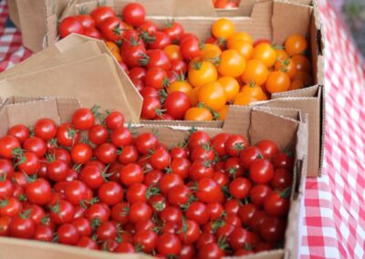 Disease-Resistant Tomatoes