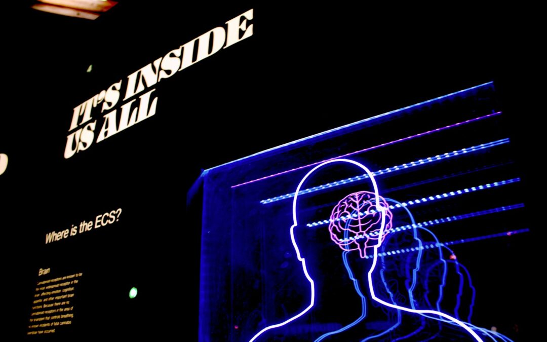 a neon display of a man's head and brain