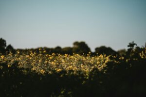 crop production