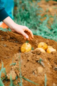 soil moisture monitoring